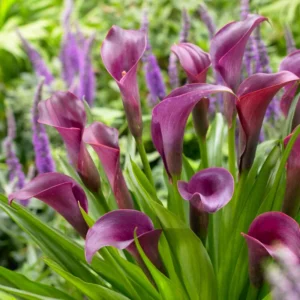 Purple Calla Lily Live Plant - In Blooming - 15 to 20 inch Height - 1 Gallon Pot - Garden Decor
