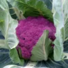 Purple Cauliflower Plant - 2.5" Pot - Unique Vegetable Plant