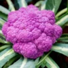 Purple Cauliflower Plant - 4 Inch Pot - Edible Vegetable - Unique Color