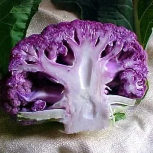 Purple Cauliflower Plant - 4 Inch Pot - Edible Vegetable - Unique Color