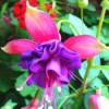 Purple Fuchsia Live Plants - 4 Pack Outdoor Fuchsia Plants, 3-5 Inch Height