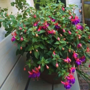 Purple Fuchsia Live Plants - 4 Pack Outdoor Fuchsia Plants, 3-5 Inch Height