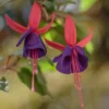 Purple Fuchsia Plant Live - 3-5 Inch Hardy Hanging Flower Plant in Pot
