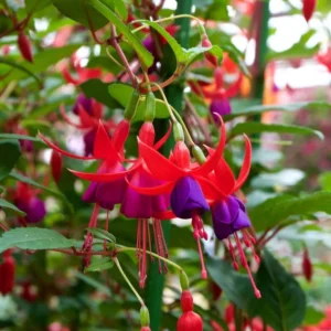 Purple Fuchsia Plant Live - 3-5 Inch Hardy Hanging Flower Plant in Pot