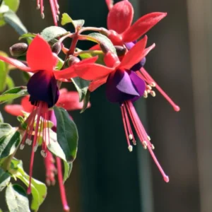 Purple Fuchsia Plant Live - 3-5 Inch Hardy Hanging Flower Plant in Pot