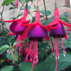 Purple Fuchsia Plant Live - 3-5 Inch Hardy Hanging Flower Plant in Pot