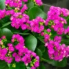 Purple Kalanchoe Blossfeldiana Live Plants - Blooming Houseplant - 6 to 8"
