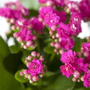 Purple Kalanchoe Blossfeldiana Live Plants - Blooming Houseplant - 6 to 8