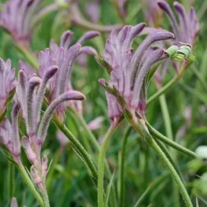 Purple Kangaroo Paw Live Plants - Warm Weather Perennial - Grassy Leaves - 1-Gallon Pot
