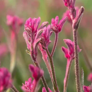 Purple Kangaroo Paw Live Plants - Warm Weather Perennial - Grassy Leaves - 1-Gallon Pot