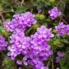 Purple Lantana Plants Live - 4 Inch Pot Trailing Perennial Flowers