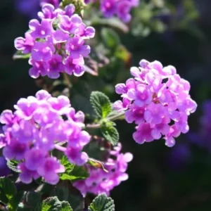 Purple Lantana Plants Live - 4 Inch Pot Trailing Perennial Flowers