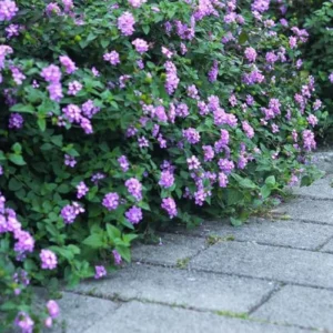 Purple Lantana Plants Live - 4 Inch Pot Trailing Perennial Flowers