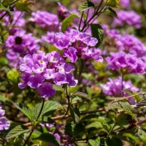 Purple Lantana Plants Live - 4 Inch Pot Trailing Perennial Flowers