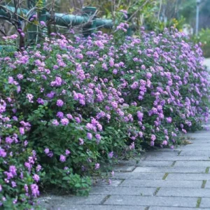 Purple Lantana Plants Live - 4 Inch Pot Trailing Perennial Flowers