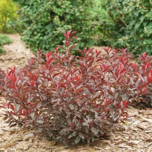 Purple Leaf Sand Cherry Prunus - 4 Inch Pot - Dark Foliage Shrub