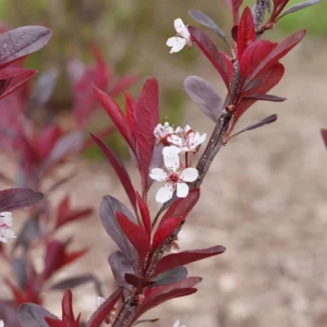 Purple Leaf Sand Cherry Prunus - 4 Inch Pot - Dark Foliage Shrub