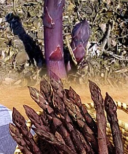 Purple Passion Asparagus Roots 50 Count - Male Dominate Heirloom Variety