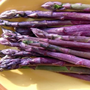 Purple Passion Asparagus Roots 50 Count - Male Dominate Heirloom Variety