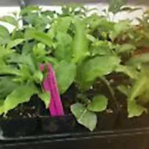 Purple Passion Fruit Plant Starter 3 Pack - Self Fertile Vine - Garden Ready