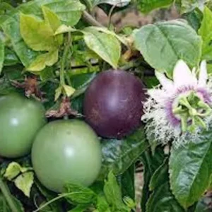 Purple Passion Fruit Plant Starter 3 Pack - Self Fertile Vine - Garden Ready