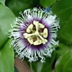 Purple Passion Fruit Plant Starter 3 Pack - Self Fertile Vine - Garden Ready