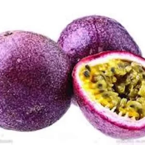Purple Passion Fruit Plant Starter 3 Pack - Self Fertile Vine - Garden Ready