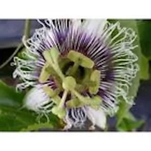 Purple Passion Fruit Plant Starter 3 Pack - Self Fertile Vine - Garden Ready