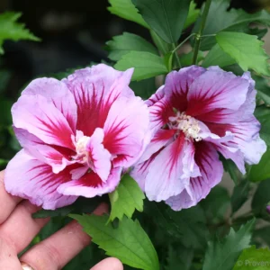 Purple Pillar Rose of Sharon 4