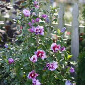 Purple Pillar Rose of Sharon 4