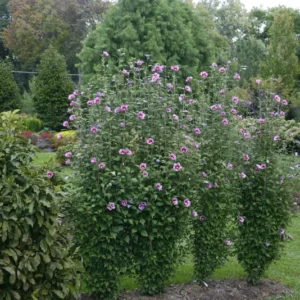 Purple Pillar Rose of Sharon 4