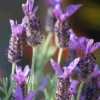 Purple Ribbon Spanish Lavender Live Plant - 1 Gallon Pot - Purple Flowers - Drought Tolerant