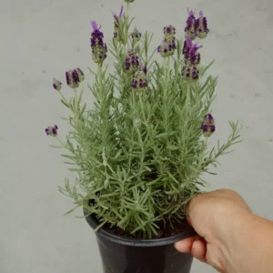 Purple Ribbon Spanish Lavender Live Plant - 1 Gallon Pot - Purple Flowers - Drought Tolerant