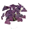 Purple Shamrock Oxalis Triangularis Good Luck Houseplant - Indoor Plant