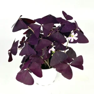 Purple Shamrock Oxalis Triangularis Good Luck Houseplant - Indoor Plant