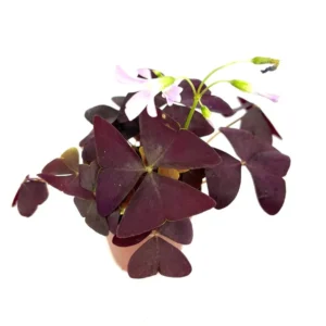 Purple Shamrock Oxalis Triangularis Good Luck Houseplant - Indoor Plant