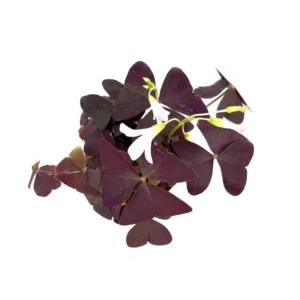 Purple Shamrock Oxalis Triangularis Good Luck Houseplant - Indoor Plant