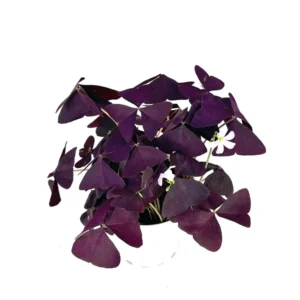 Purple Shamrock Oxalis Triangularis Good Luck Houseplant - Indoor Plant
