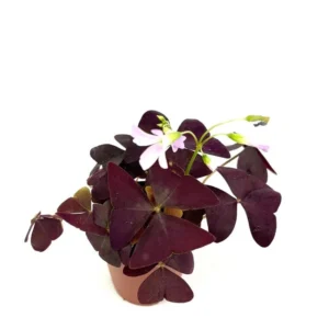 Purple Shamrock Oxalis Triangularis Good Luck Houseplant - Indoor Plant