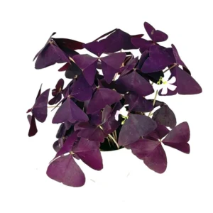 Purple Shamrock Oxalis Triangularis Good Luck Houseplant - Indoor Plant