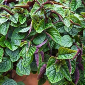 Purple Swedish Ivy Live Plants - 4-6 Inch Height, 4 Inch Pot, Starter Herb Plants