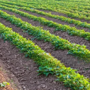 Purple Sweet Potato Vine Plants - 3 Outdoor Sweet Potato Slips