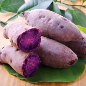 Purple Sweet Potato Vine Plants - 3 Potted Live Plants - High Yield Vegetable