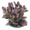 Purple Waffle Plant Hemigraphis - 4 Inch Mini Hanging Basket - Easy Houseplant