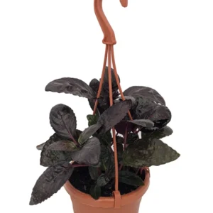 Purple Waffle Plant Hemigraphis - 4 Inch Mini Hanging Basket - Easy Houseplant