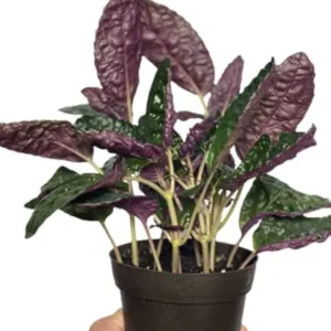 Purple Waffle Plant Hemigraphis - 4 Inch Mini Hanging Basket - Easy Houseplant