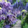 Purple Wisteria Plant Live - 2 Bareroot Wisteria Tree Plants for Outdoor Gardens