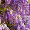 Purple Wisteria Plant Live - 2 Bareroot Wisteria Tree Plants for Outdoor Gardens