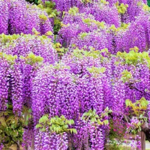Purple Wisteria Plant Live - 2 Bareroot Wisteria Tree Plants for Outdoor Gardens
