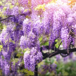 Purple Wisteria Plant Live - 2 Bareroot Wisteria Tree Plants for Outdoor Gardens